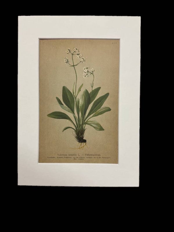 VALERIANA SAXATILIS. BOTÁNICA.