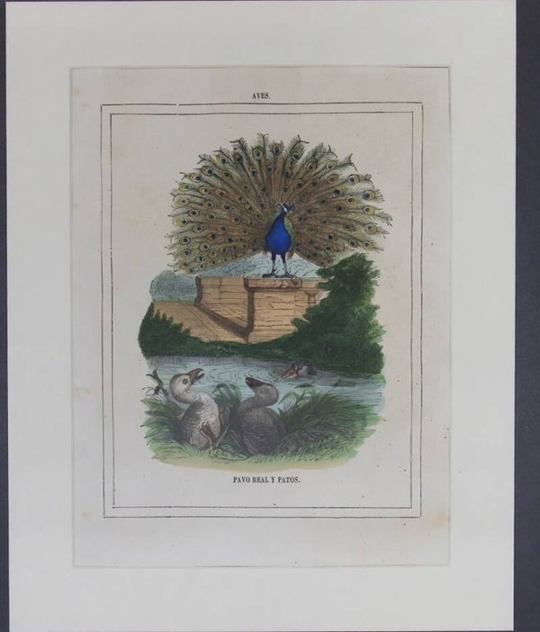 Pavo Real y Patos – Grabado del siglo XIX | 25 x 20 cm