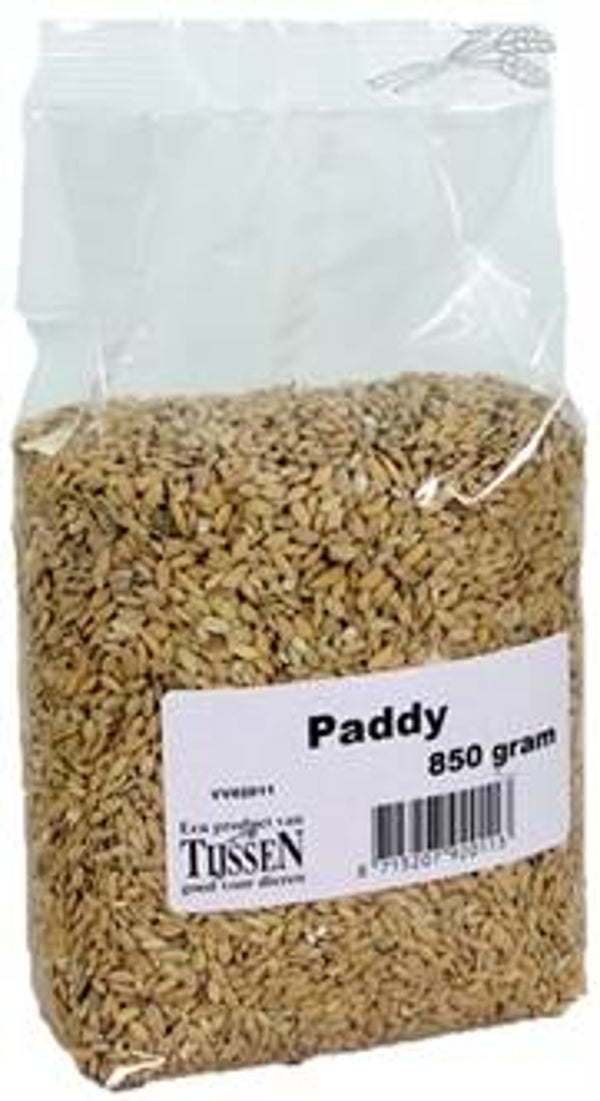 PADDY