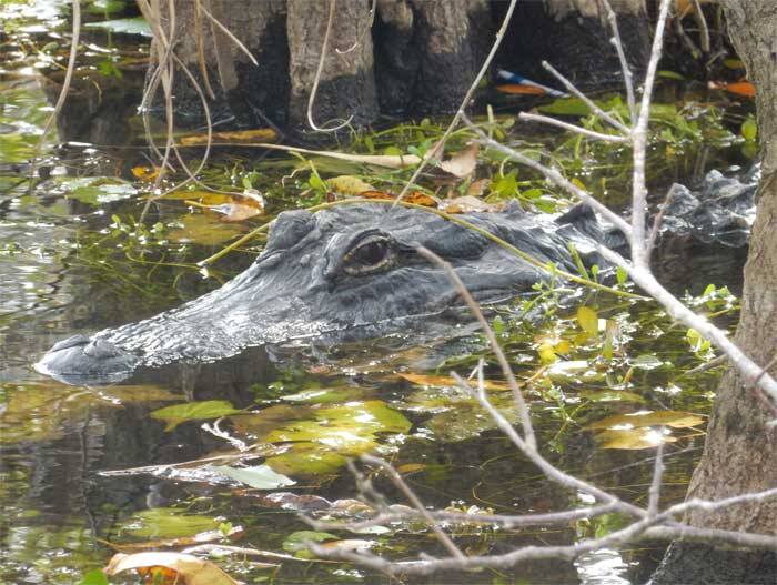 Alligator langs de Anhinga Trail in de Everglades - Florida