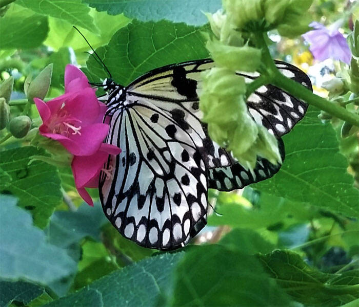 Key West Butterfly and Nature Consevatory