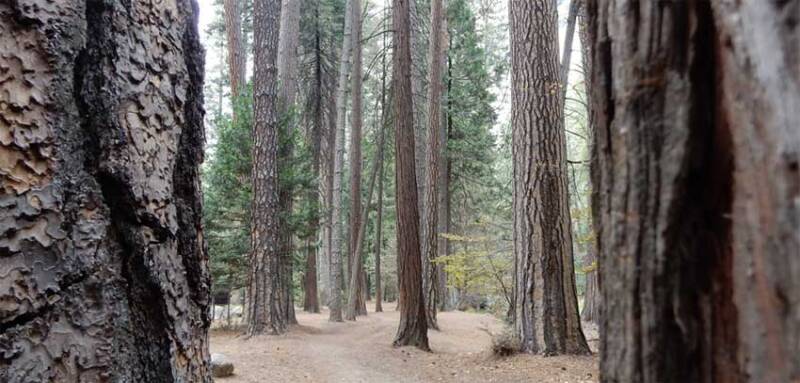 Pines along Mirror Lake Trail 