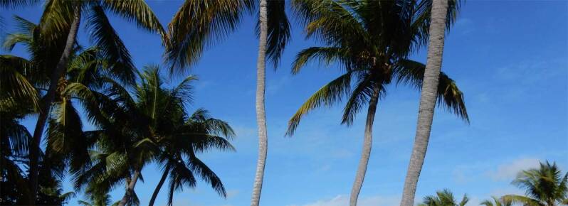 Palmbomen op Key Largo | Roadtrip Florida