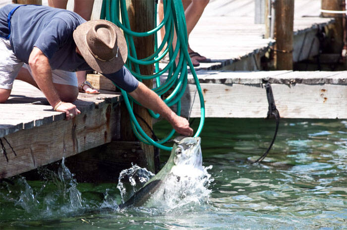 Tarpons voeren bij Robbie's in Islamorada - Florida