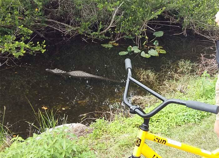 Alligator langs de fietsroute in Shark Valley | Everglades National Park