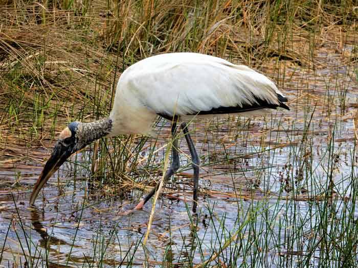 Kaalkopooievaar (Wood stork)  in Shark Valley - Everglades National Park