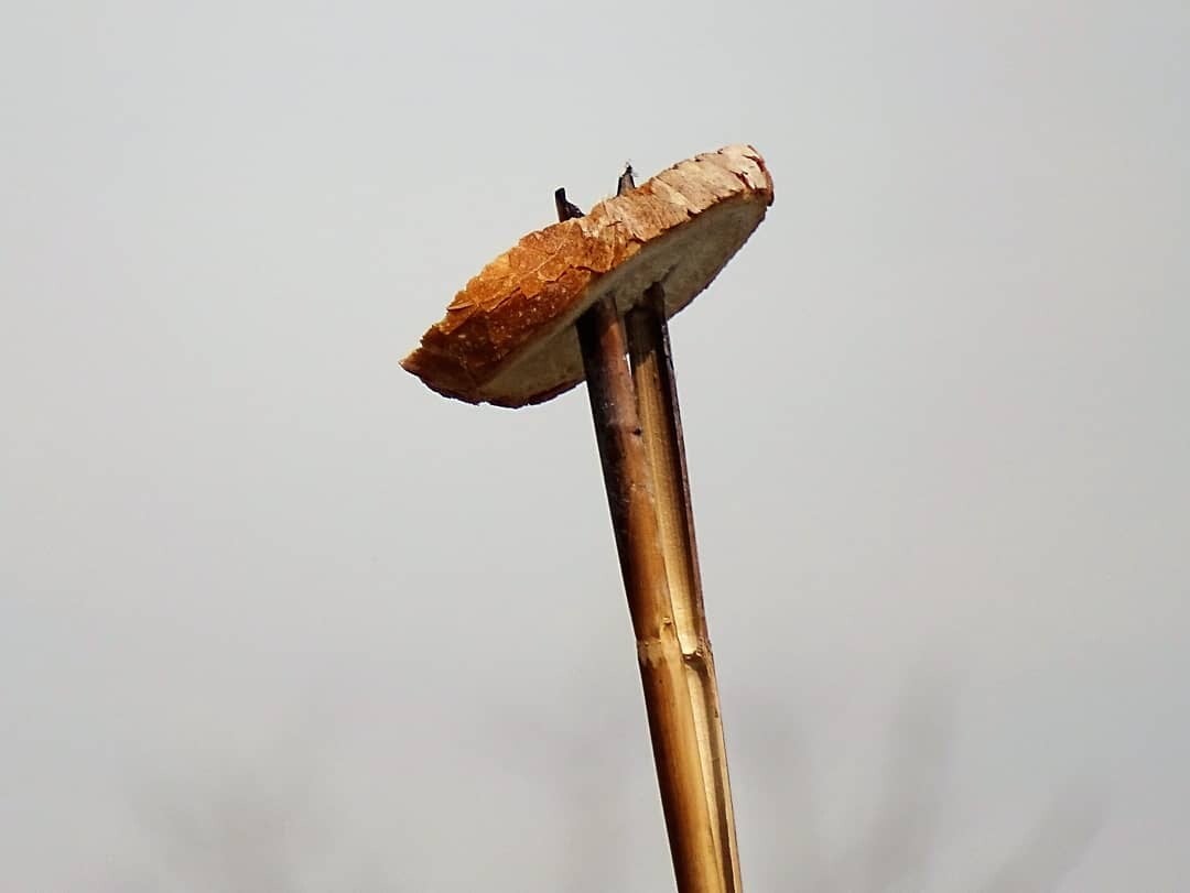 1000039428-standard.jpg