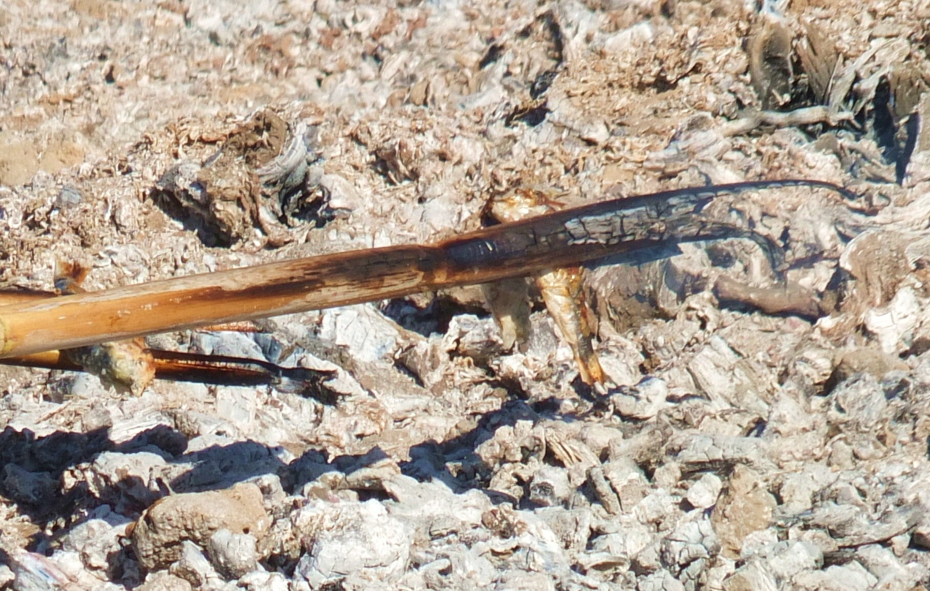 dscf3556-c-pia-standard.jpg