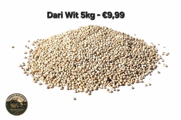 Dari wit 5 kg