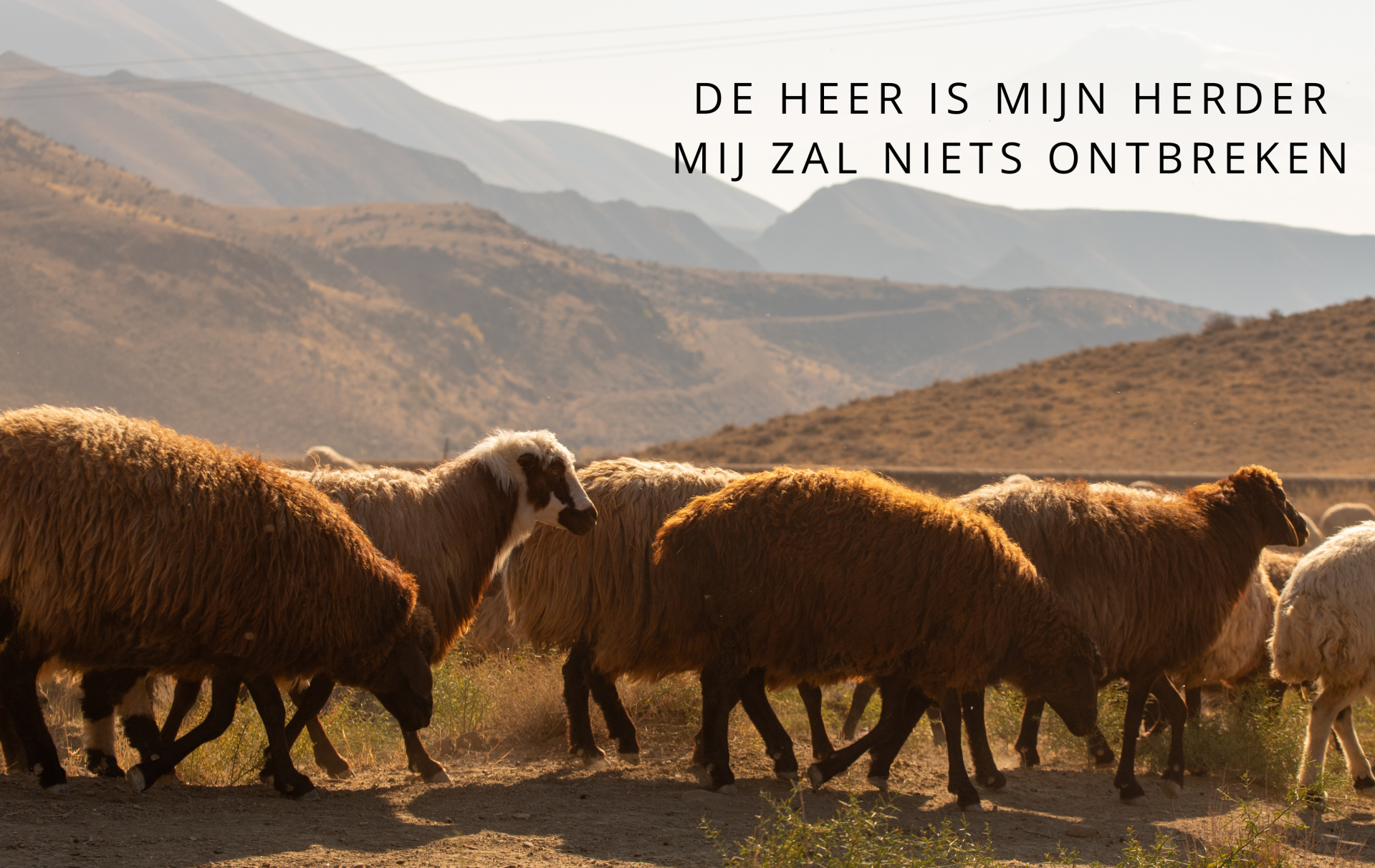 Loes mini 28