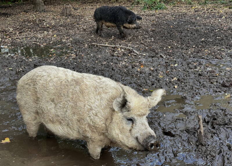 Piggy's modderpoel 