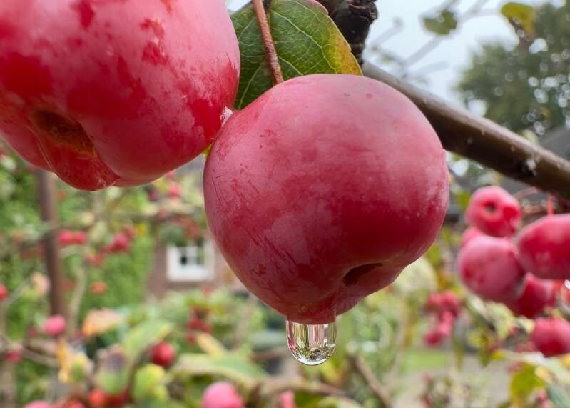 Sierappeltje met druppel