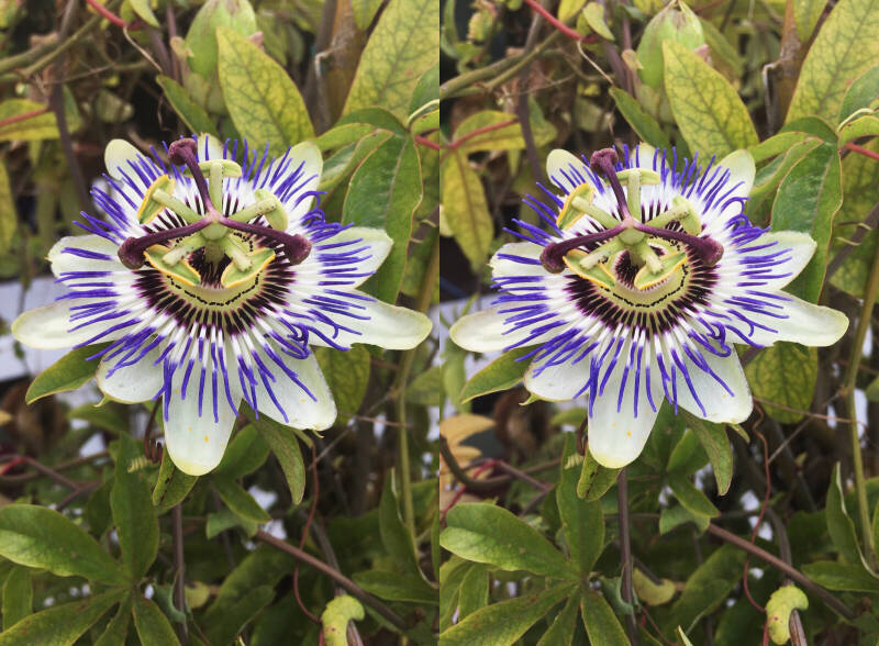 Passiebloem