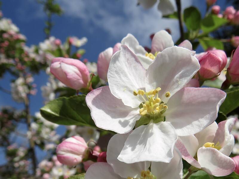 Malus bloesem