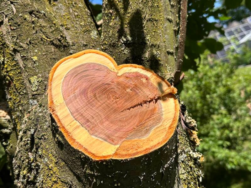 Hart van een boom