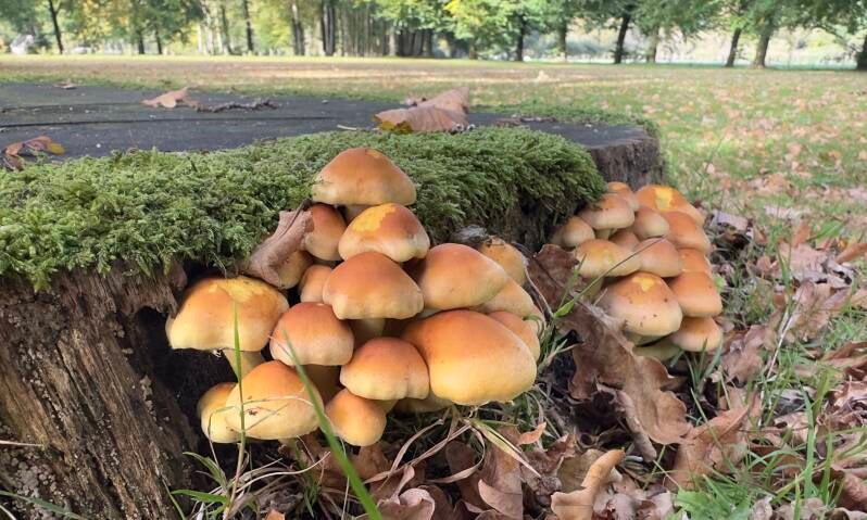 Zwavelkopjes