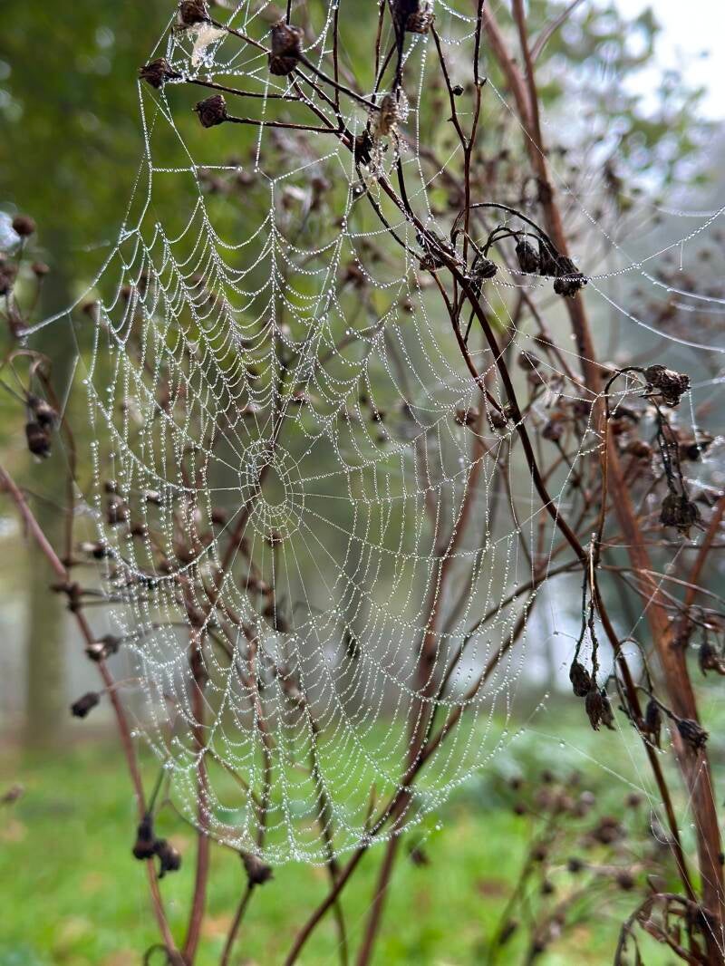 Webmaster