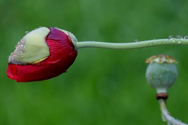 Papaver