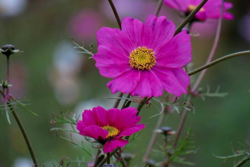 Cosmea