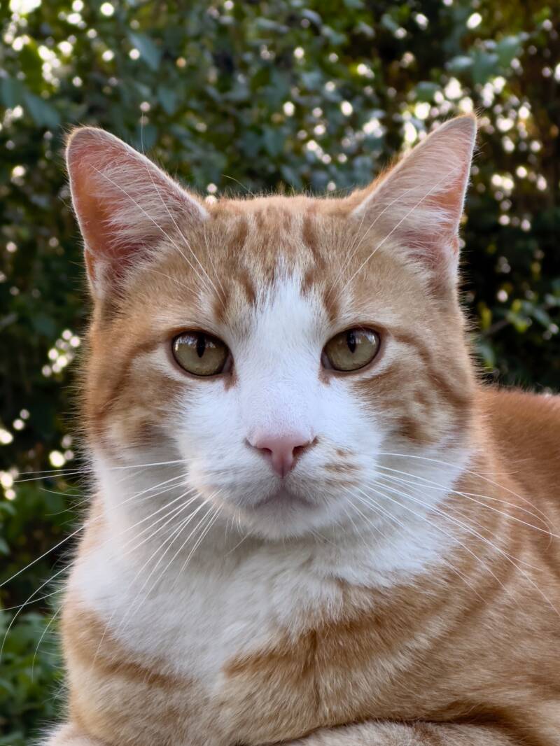 Freddie