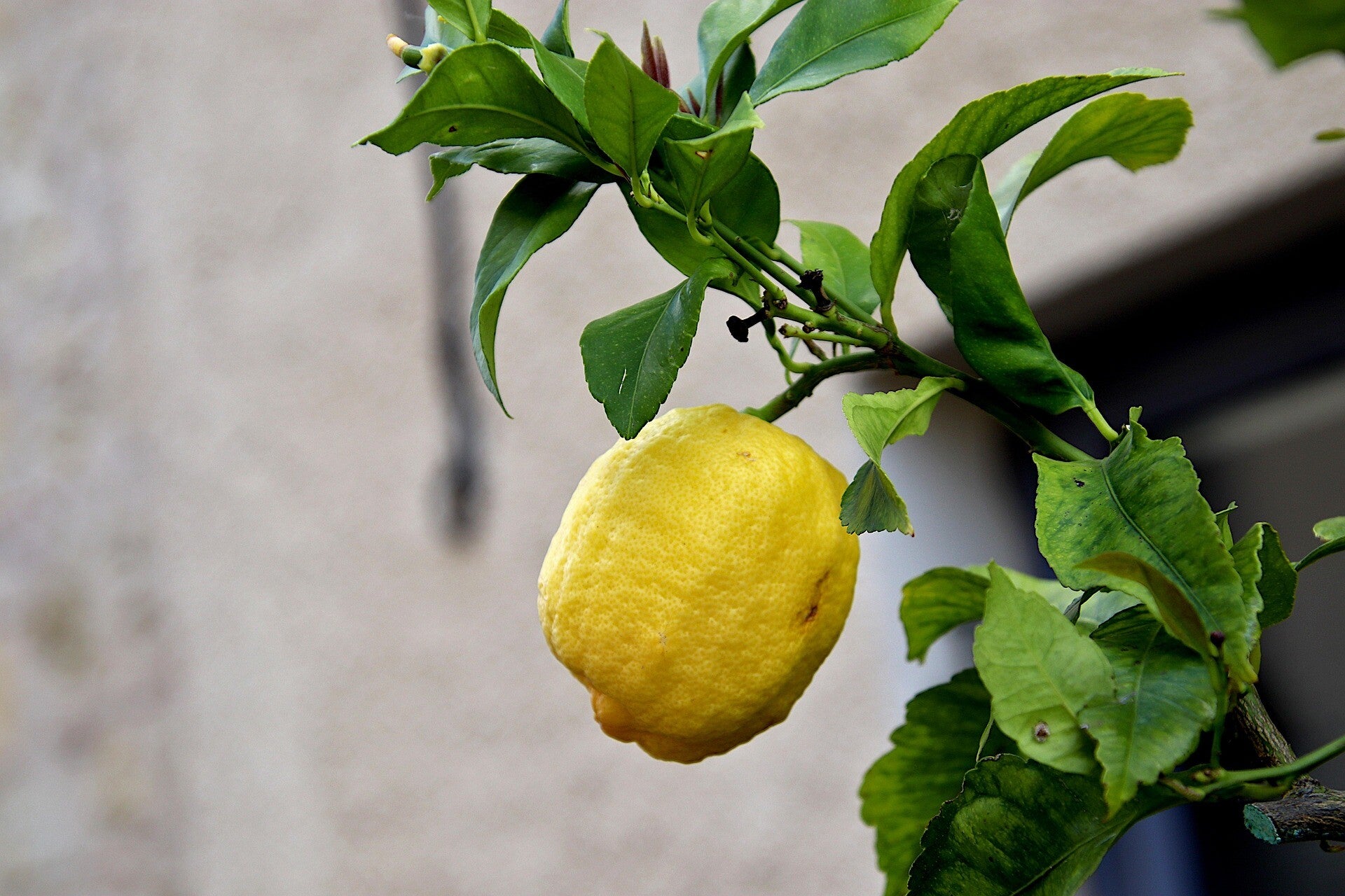 LEMON - huile essentielle distillée
