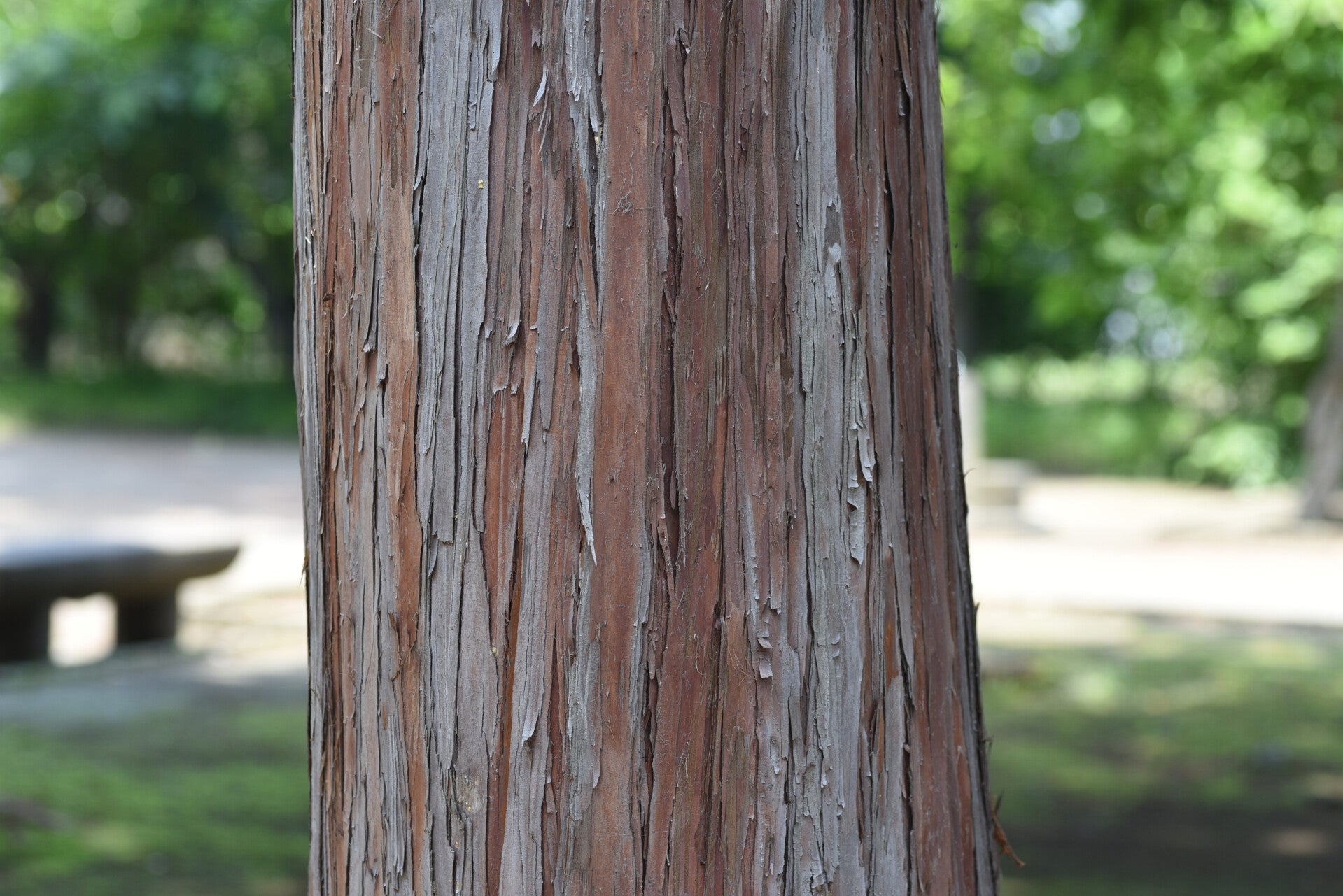 HINOKI - huile essentielle distillée.