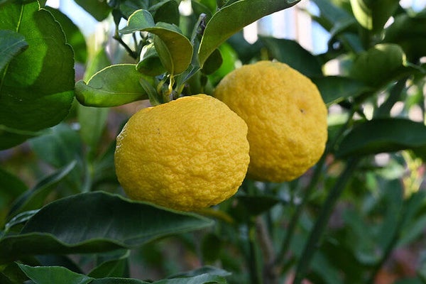 YUZU - huile essentielle distillée