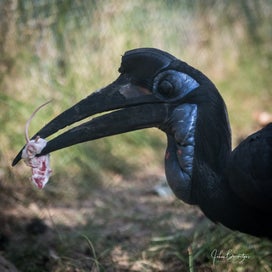 vogelmuis.jpg