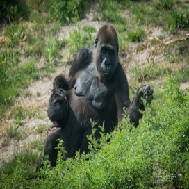 gorilla.jpg