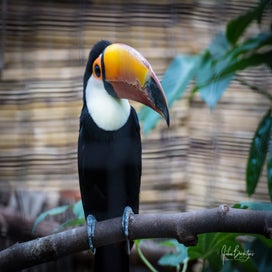 toucan.jpg