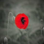 poppy2.jpg