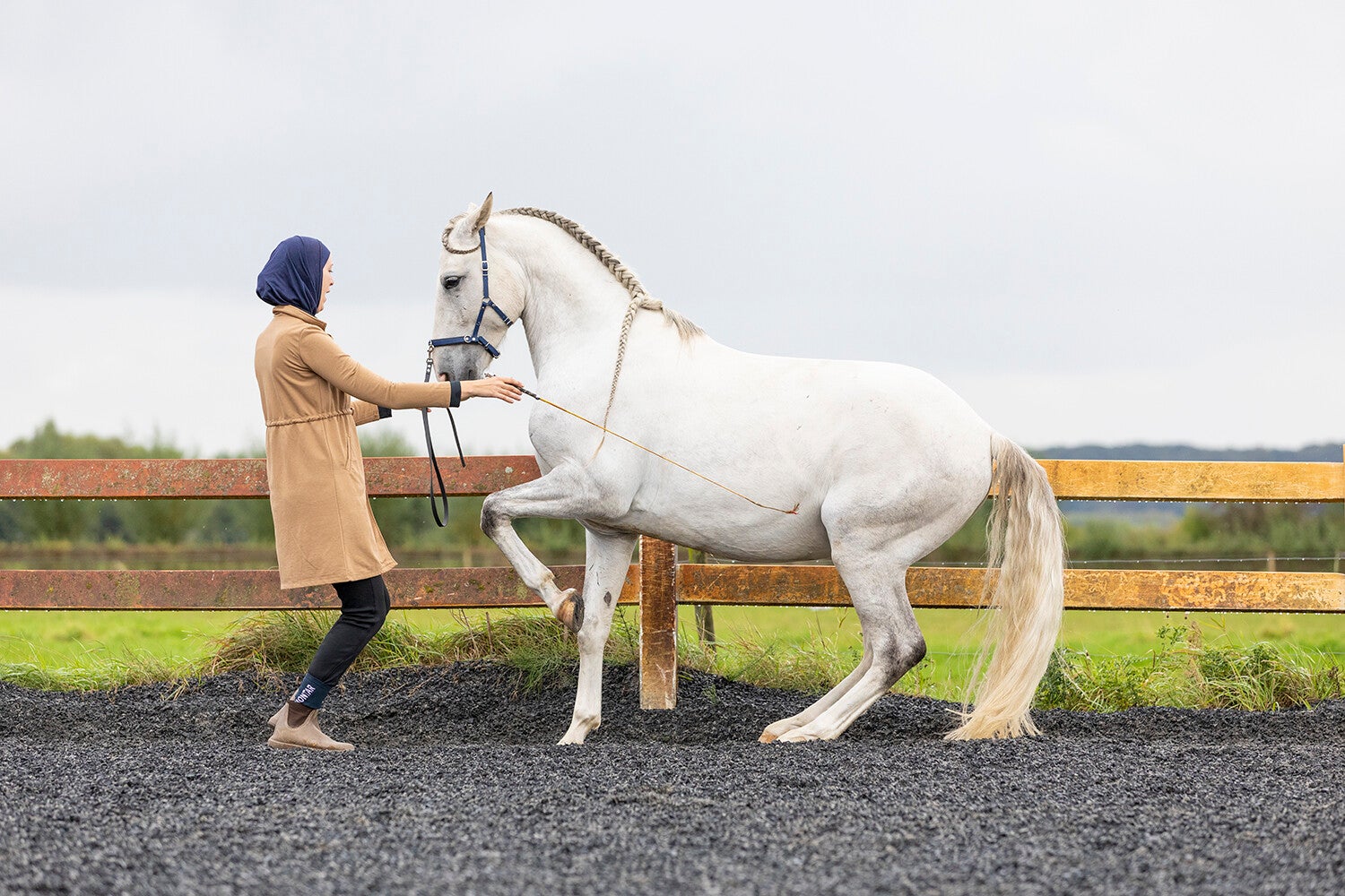 Snuitable Live Sessies: De taal waarmee Grondwerk-Dressuur start.