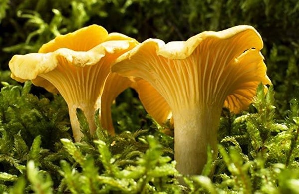 Arôme girolles