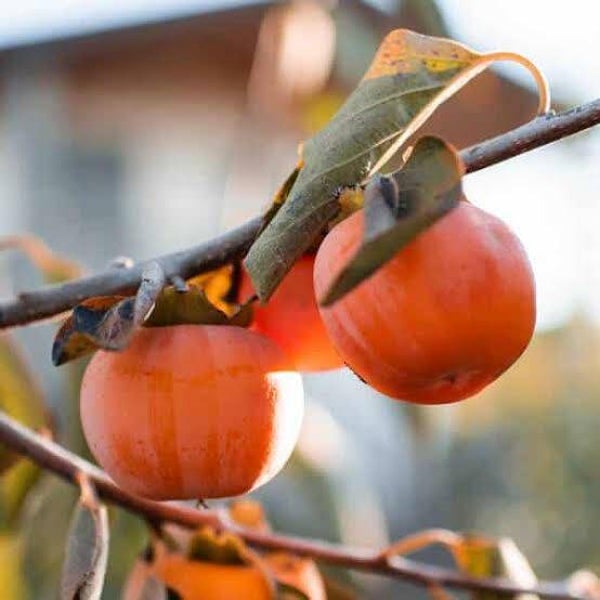 Préparation rhum arrangé Haïti