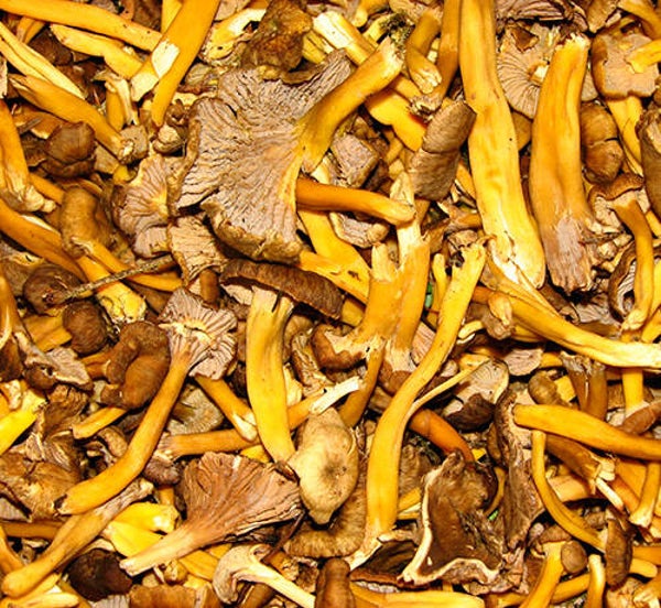 Chanterelles grises déshydratées