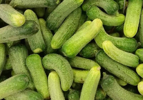 Cornichons à l’aneth