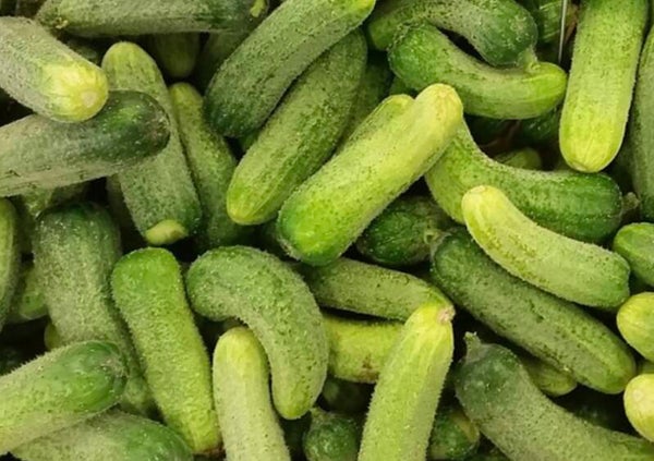 Cornichons à l’aneth