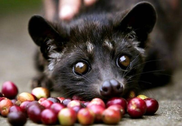 Café Civet Pur Kopi Luwak 250 grammes