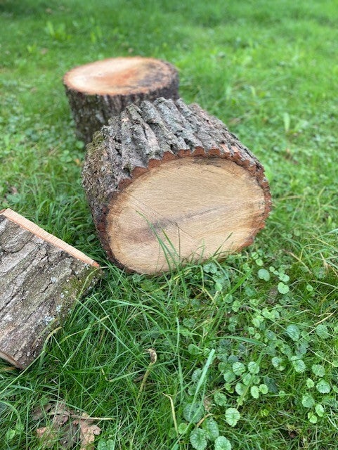 Boomstronk in het gras.