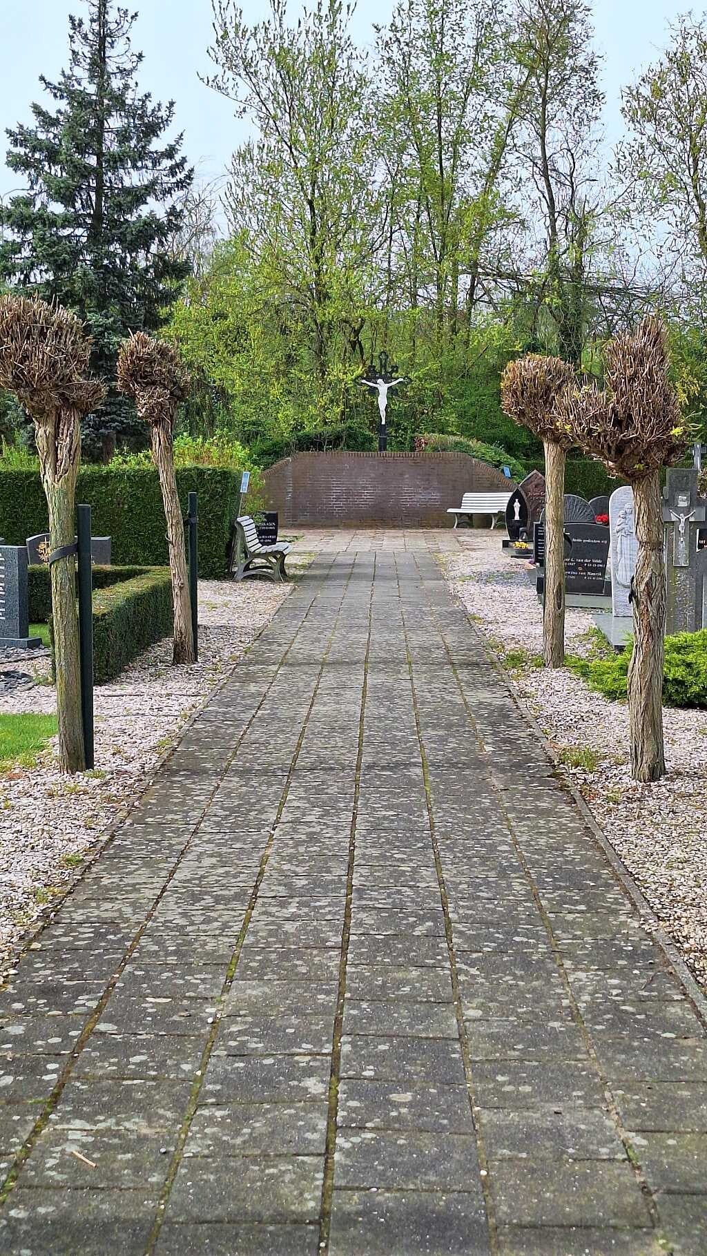 Brede goed begaanbare paden tussen de graven met aan weerszijde bolvrmige bomen.