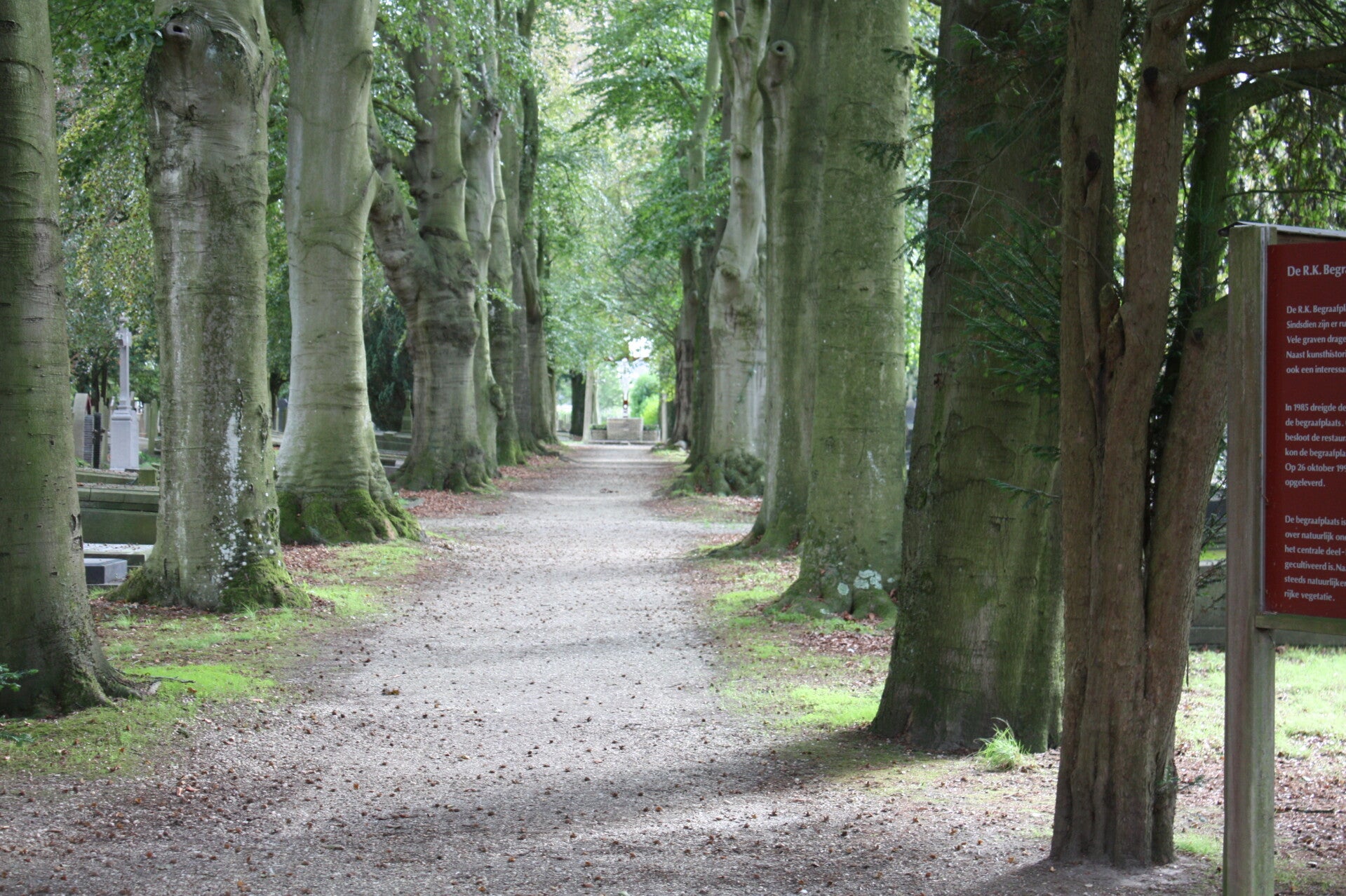 Laan met aan weerszijde oude bomen op begraafplaats