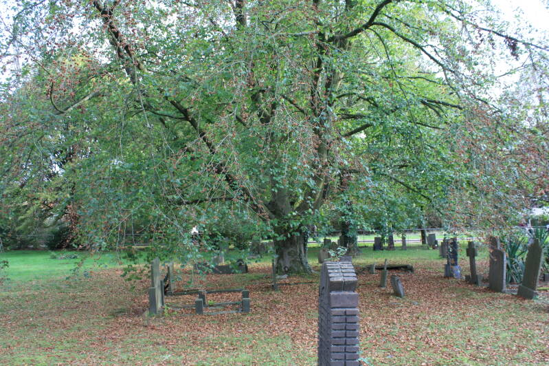 Grafstenen romdom een boom met herfstkleurige natuur