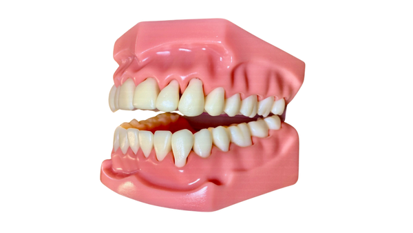 Full Set Teeth Model