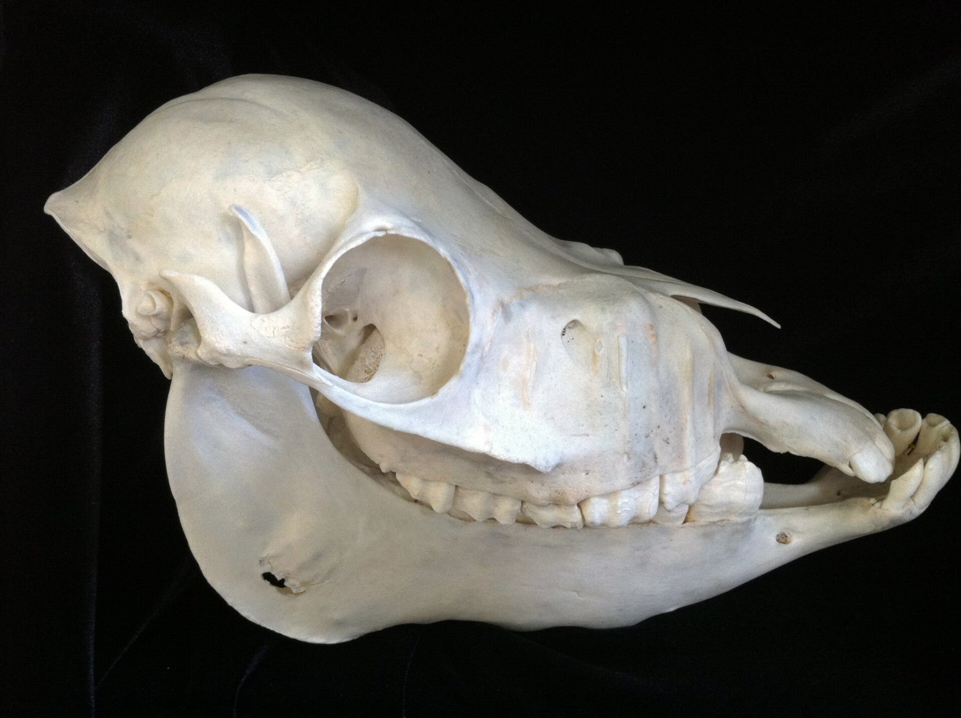 Dwarf Horse Skull – Rare Anatomical Specimen