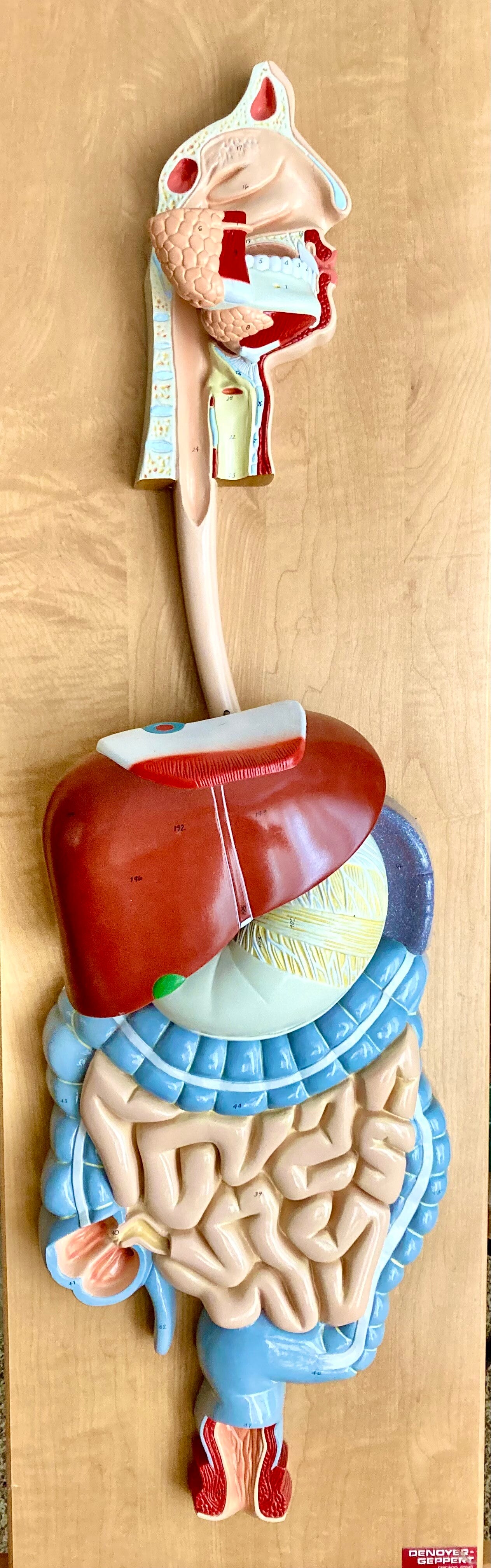 Life-size Five-part Digestive System Model