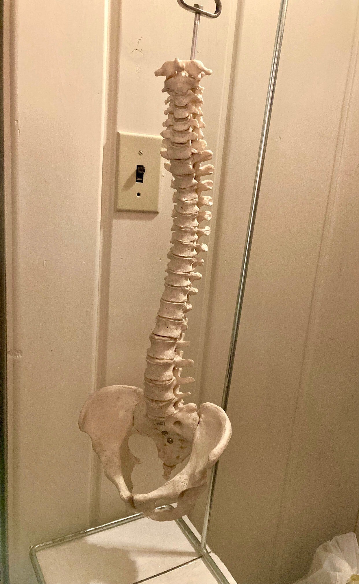 Real Human Spine with Sacrum & Pelvis