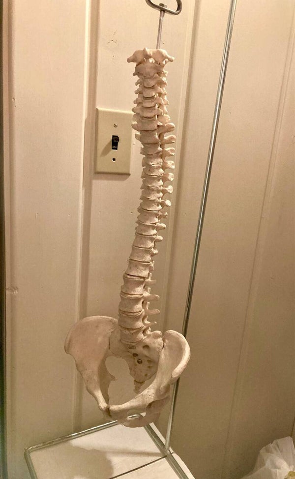 Real Human Spine with Sacrum & Pelvis