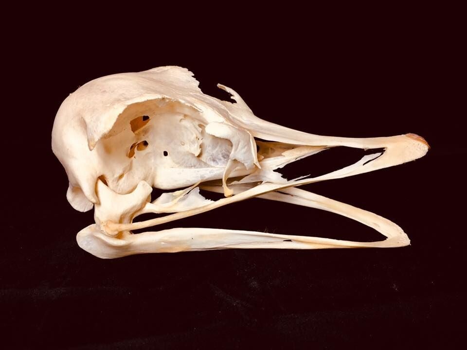 Real Ostrich Skull – Ethically Sourced Specimen