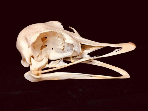 Real Ostrich Skull – Ethically Sourced Specimen