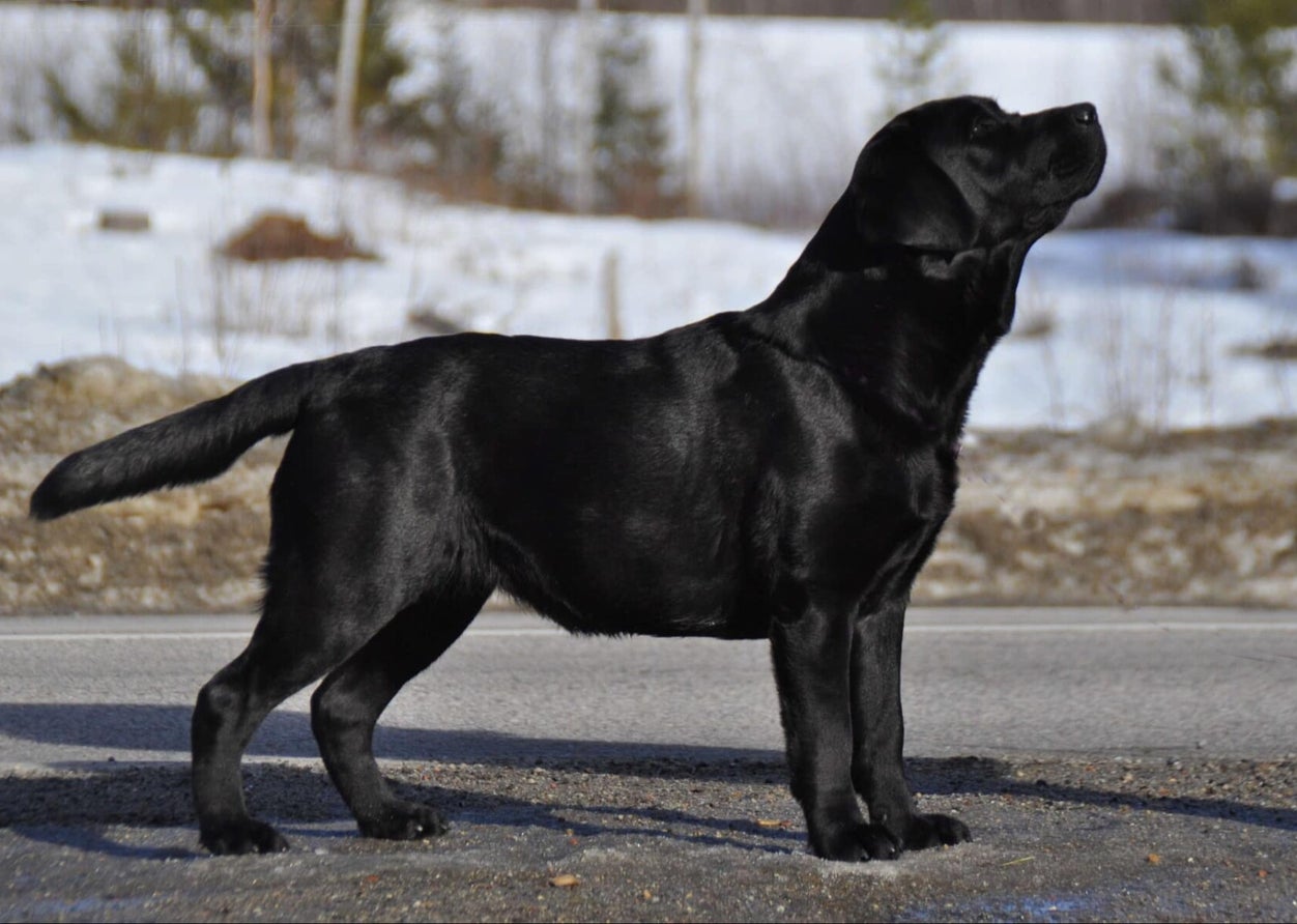 WildN’Beauty’s Few Dollars more / Labrador retriever | Wildnbeautyskennel